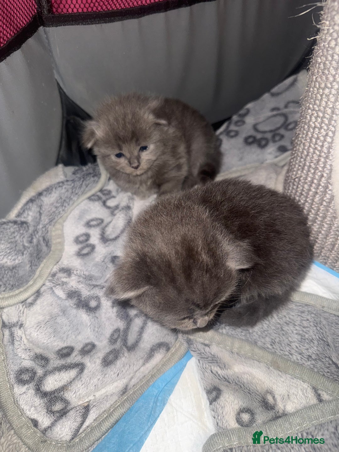 Ragdoll cats for sale: Ragdoll cross Norwegian forest cat - Image 8
