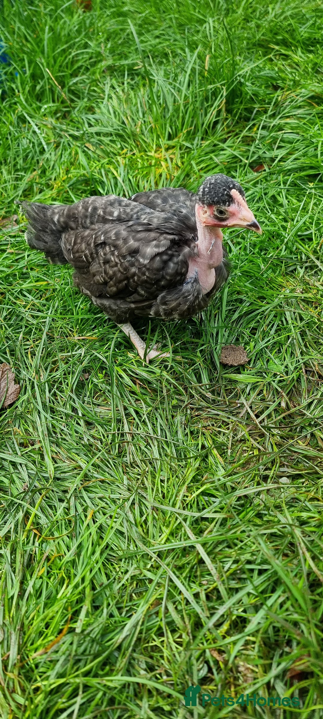 Chickens poultry for sale: Transylvanian Naked Neck Chicks - Image 16