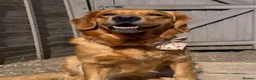 Golden Retriever dogs for sale: 🧸 Litter Announcement - Pedigree KC Puppies 🧸 - Advert 5