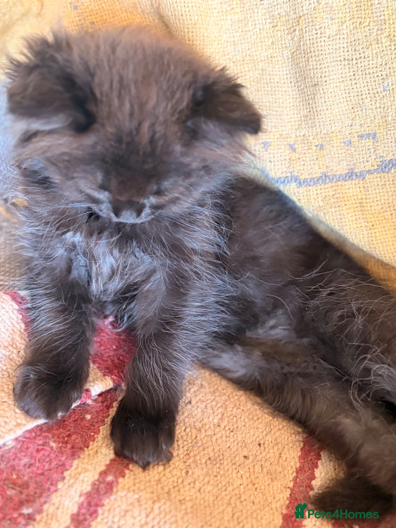 British Longhair cats Gorgeous British Long Hair X Ragdoll kittens  - Advert 2