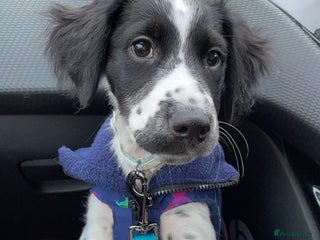 Mixed Breed dogs - Advert 34