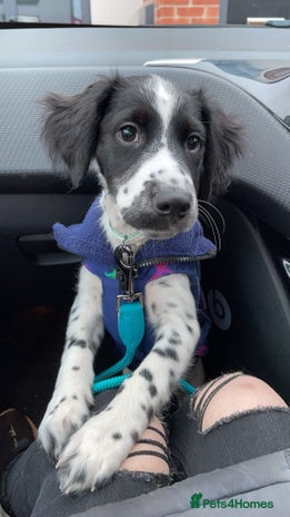 Mixed Breed dogs Oscar in need of forever home❤️ - Advert 7