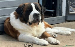 Saint Bernard dogs for sale: F1 St Berdoodle  - Image 30