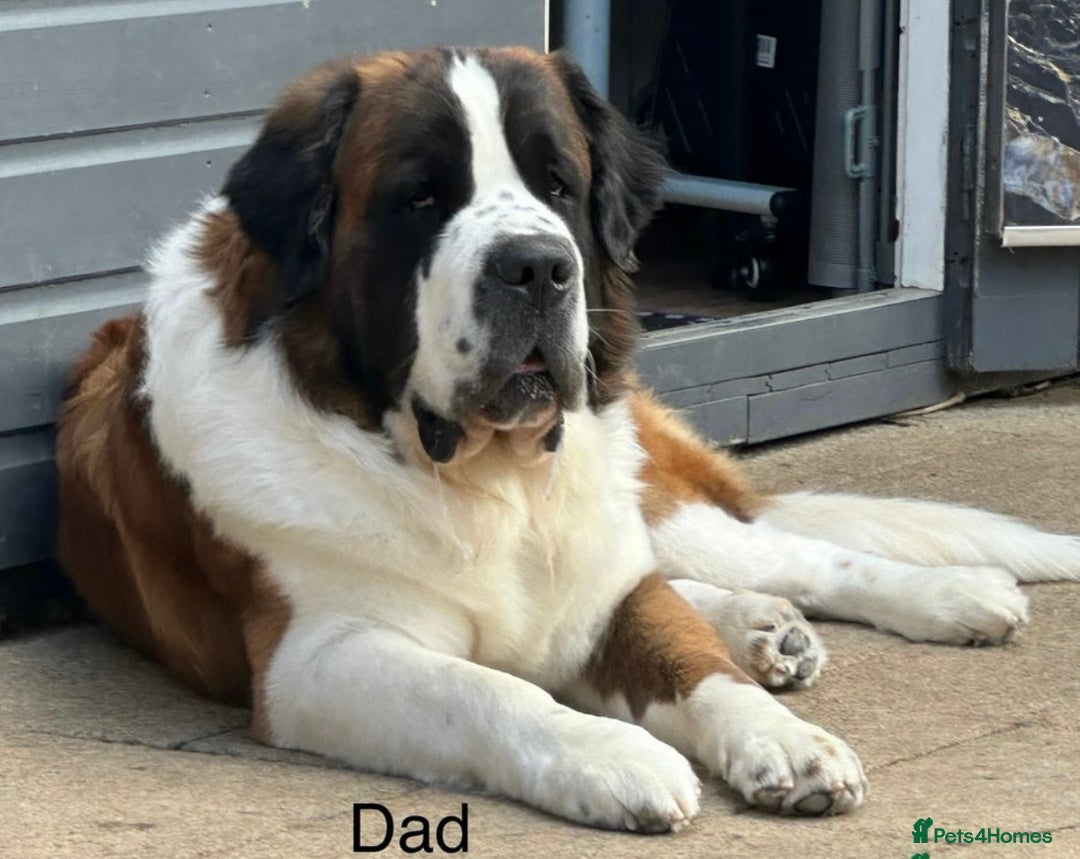 Saint Bernard dogs for sale: F1 St Berdoodle  - Image 30