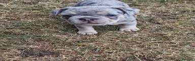 Oreo