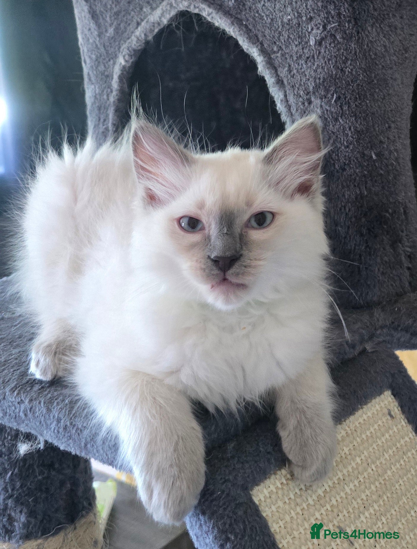 Ragdoll cats 1 Girl and 1 Boy left pure Ragdoll kittens  - Advert 2