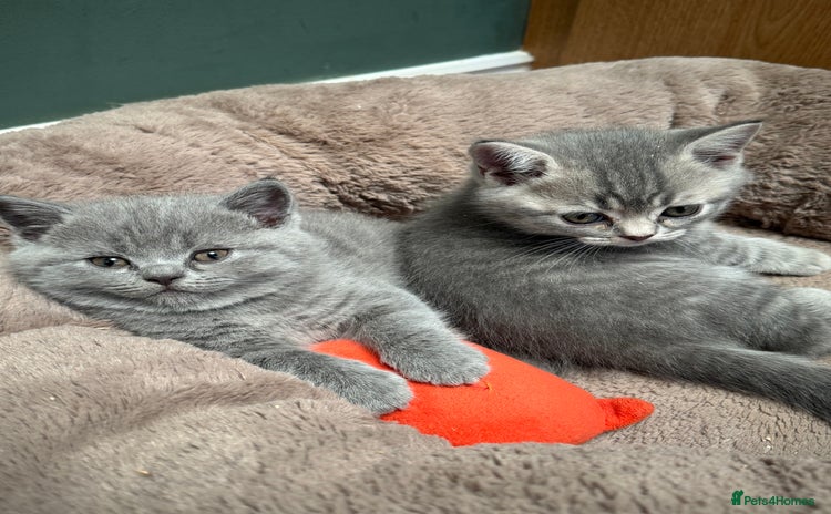 Brazilian Shorthair cats - Advert 7