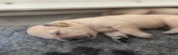 Golden Retriever dogs for sale: Health tested, KC reg Golden retriever puppies - Advert 27