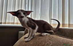 Oriental cats for sale: Beautiful Lilac bicolour Oriental BOY - Image 5