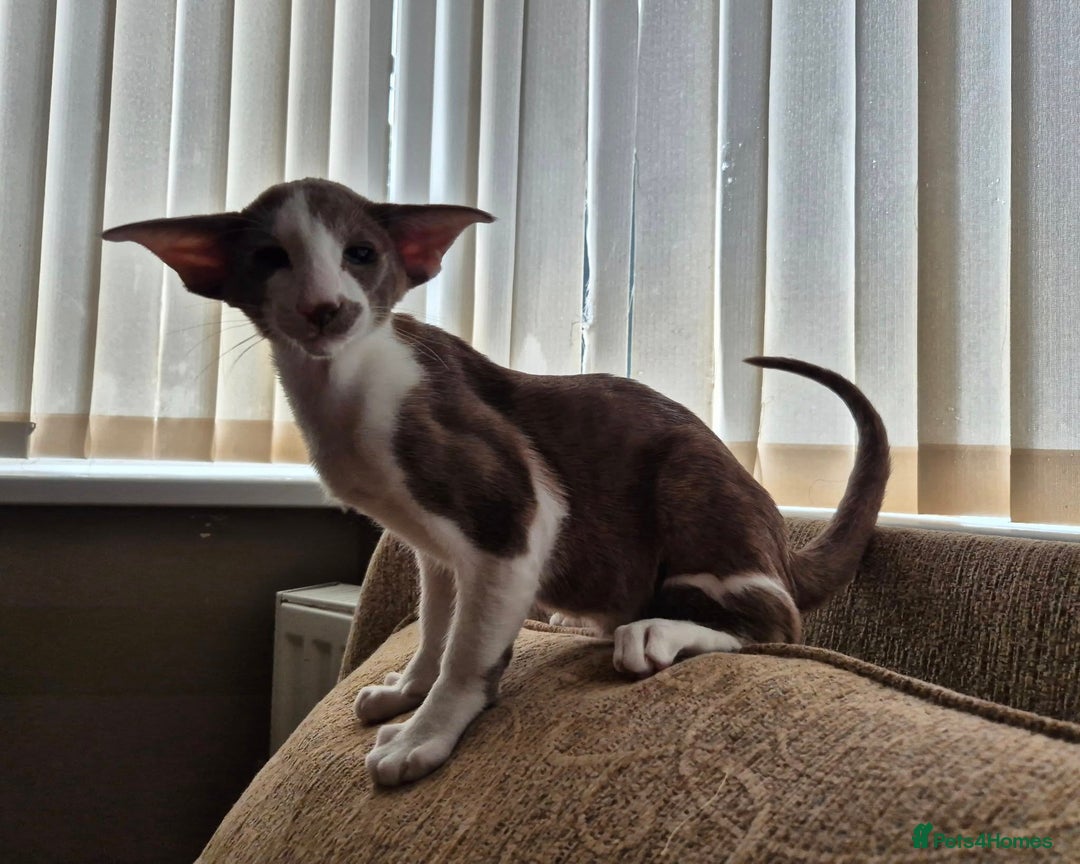 Oriental cats for sale: Beautiful Lilac bicolour Oriental BOY - Image 5