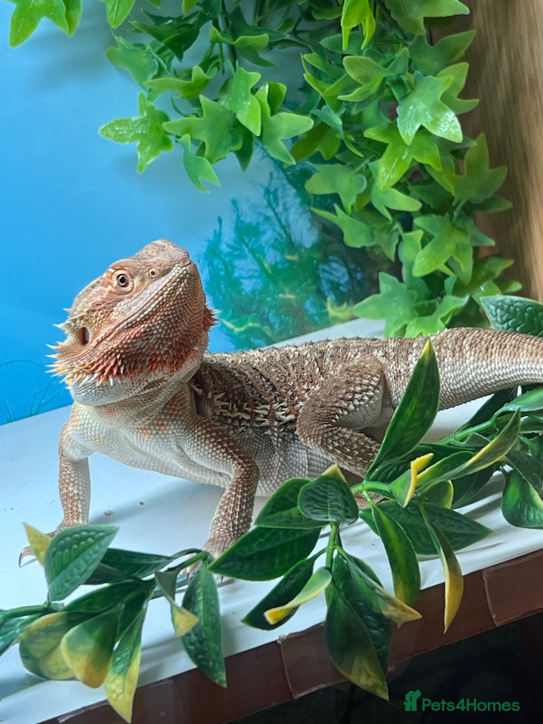 Dragon reptiles for sale: Genetic Stripe Bearded Dragon + FULL SETUP  - Advert 1