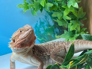 Dragon reptiles Genetic Stripe Bearded Dragon + FULL SETUP - Advert 1