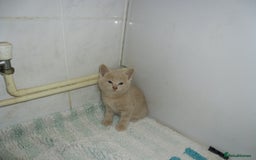 Mixed Breed cats for sale: 5 Beautiful kittens for sale  - Image 15