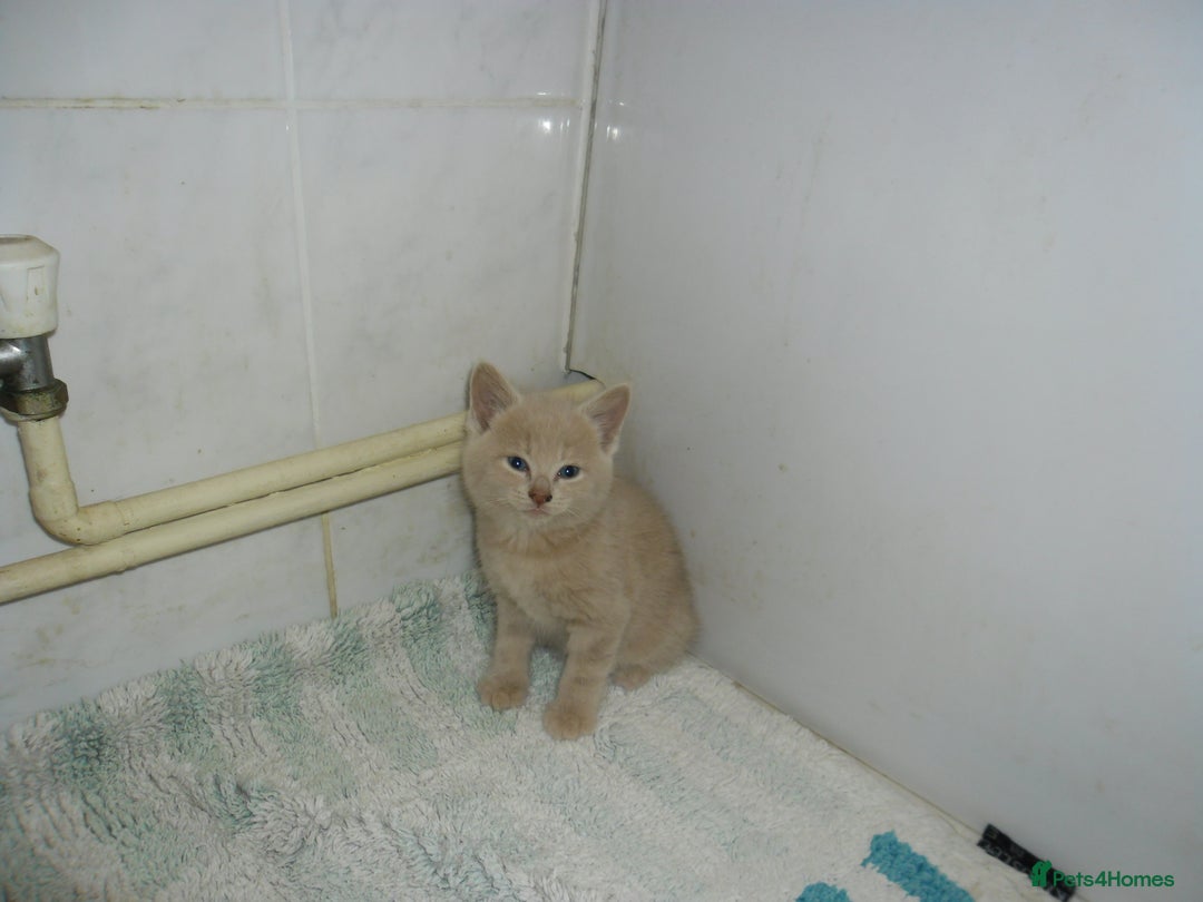 Mixed Breed cats for sale: 5 Beautiful kittens for sale  - Image 15