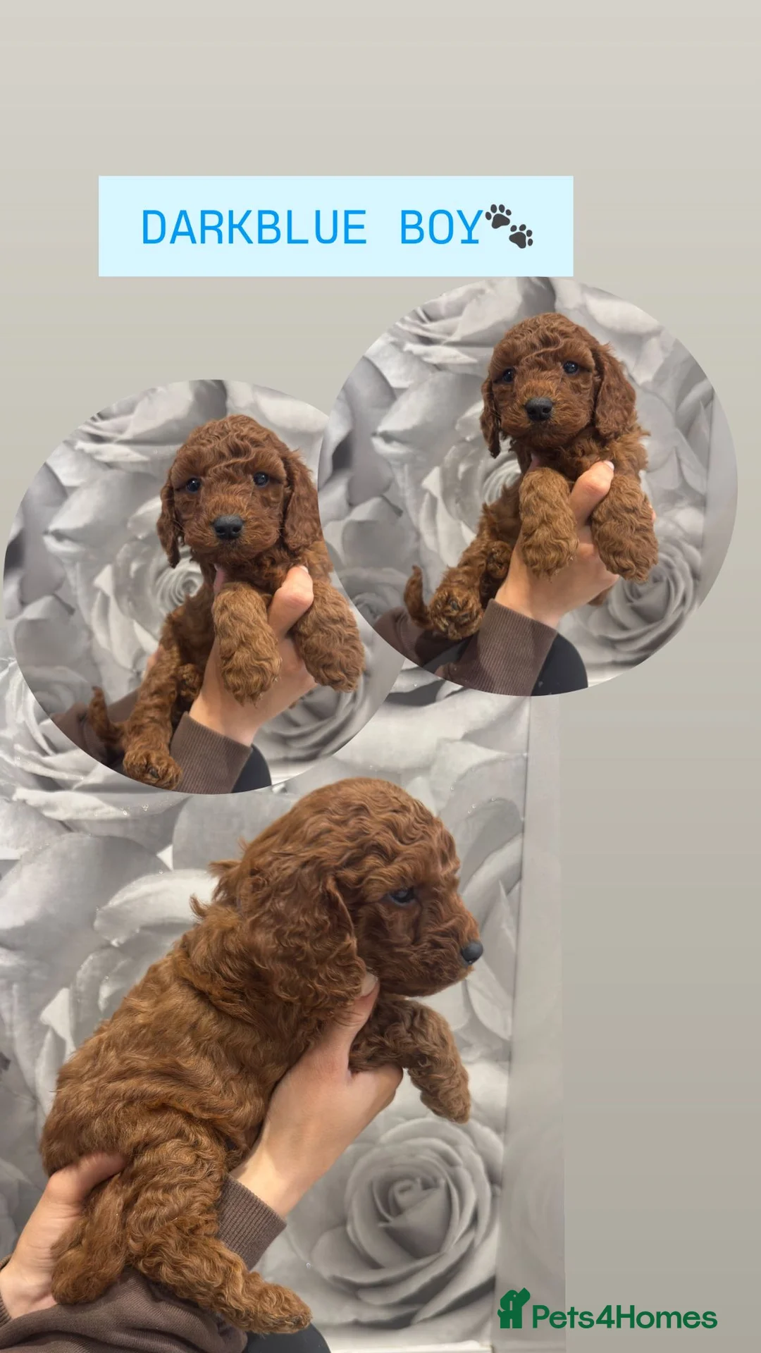 Cavapoo dogs for sale:  🐶Red Cavapoo puppies for sale 🐶 - Advert 2