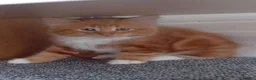 Mixed Breed cats for sale: 4 kittens  in Huddersfield - Advert 6