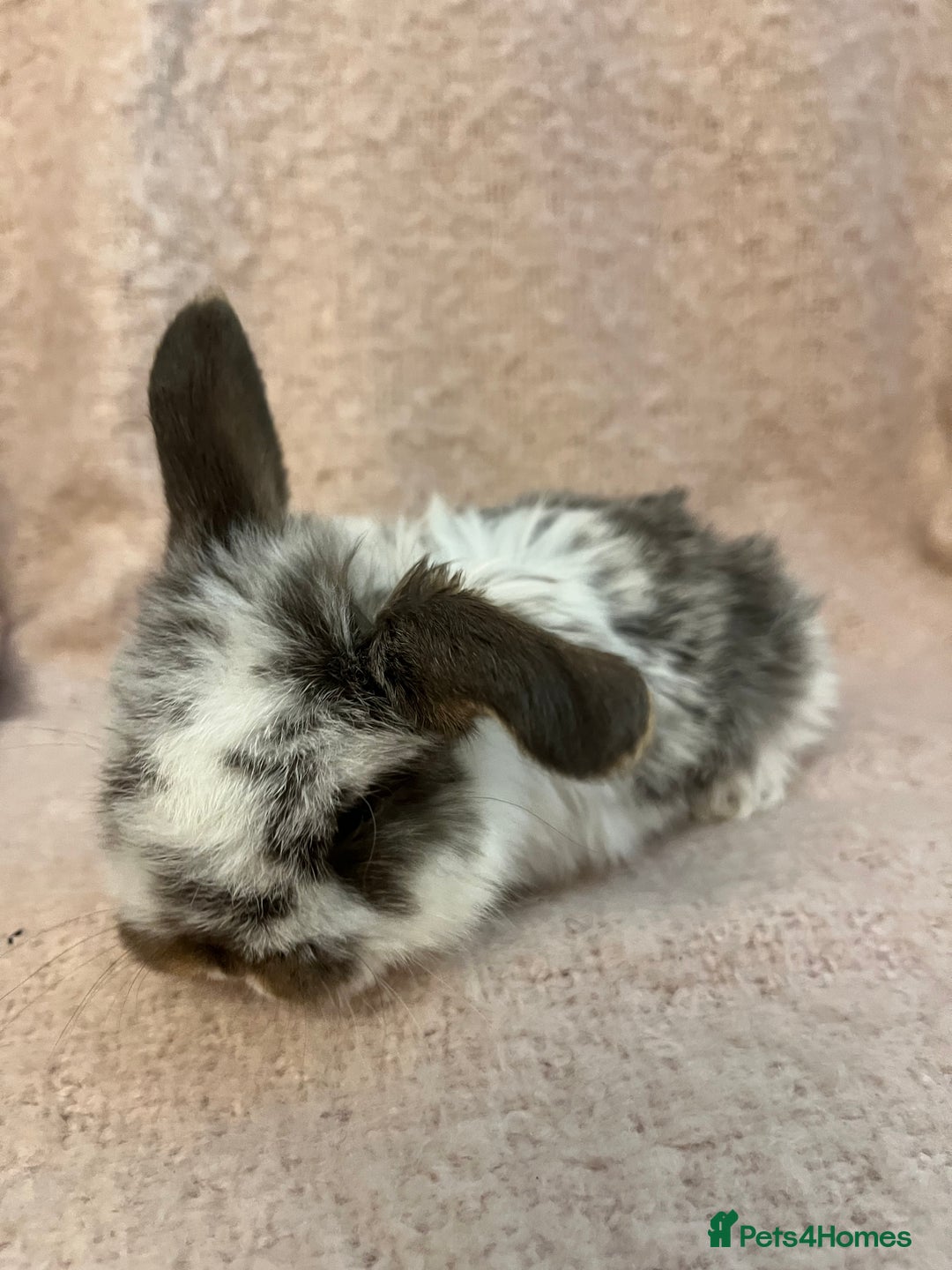 Mini Lop rabbits for sale: Gorgeous mini lops  - Advert 12