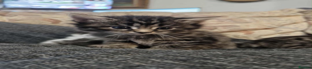 Maine Coon Cross Kitten 4