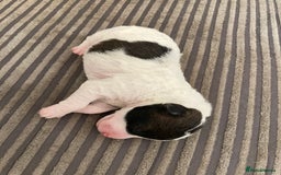 Jackapoo dogs for sale: @@GORGEOUS JACKAPOO PUPPIES@@ - Image 13