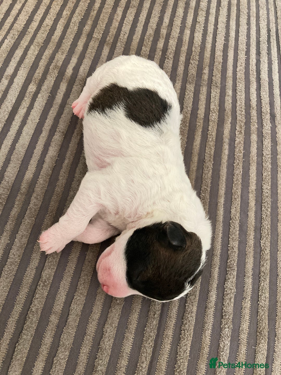 Jackapoo dogs for sale: @@GORGEOUS JACKAPOO PUPPIES@@ - Image 13