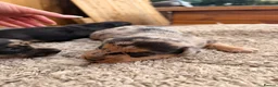 Jackshund dogs for sale: Jackshund puppys in Evesham - Advert 4