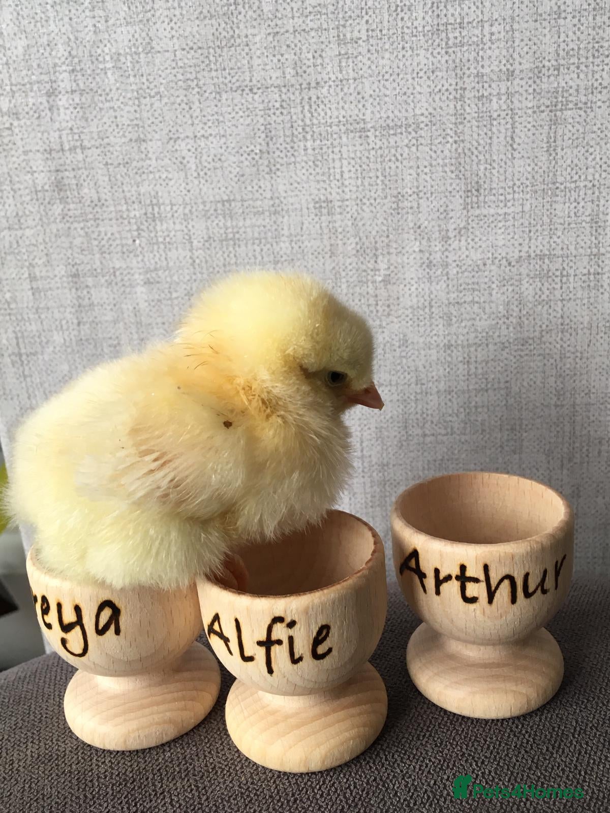 Chickens poultry Day old chicks & all poultry available  - Advert 1