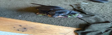 Miniature Dachshund Puppy blue collar