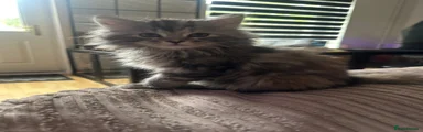 Lily