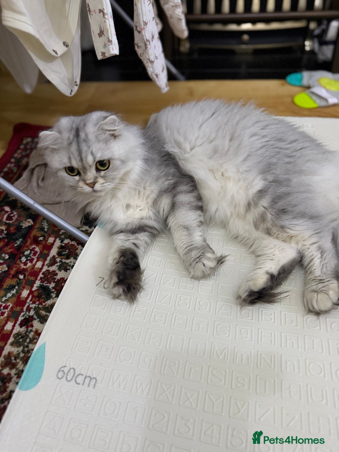 Mixed Breed cats for sale: Beautiful British straight = Chinchilla boy - Advert 9