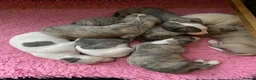 Whippet dogs for sale: Beautiful Pedigree Whippet Puppies.  in Boston - Advert 12