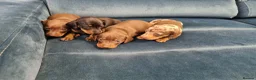 Miniature Dachshund dogs for sale: Mini dachshund short hair  stunning 4 puppies - Advert 1