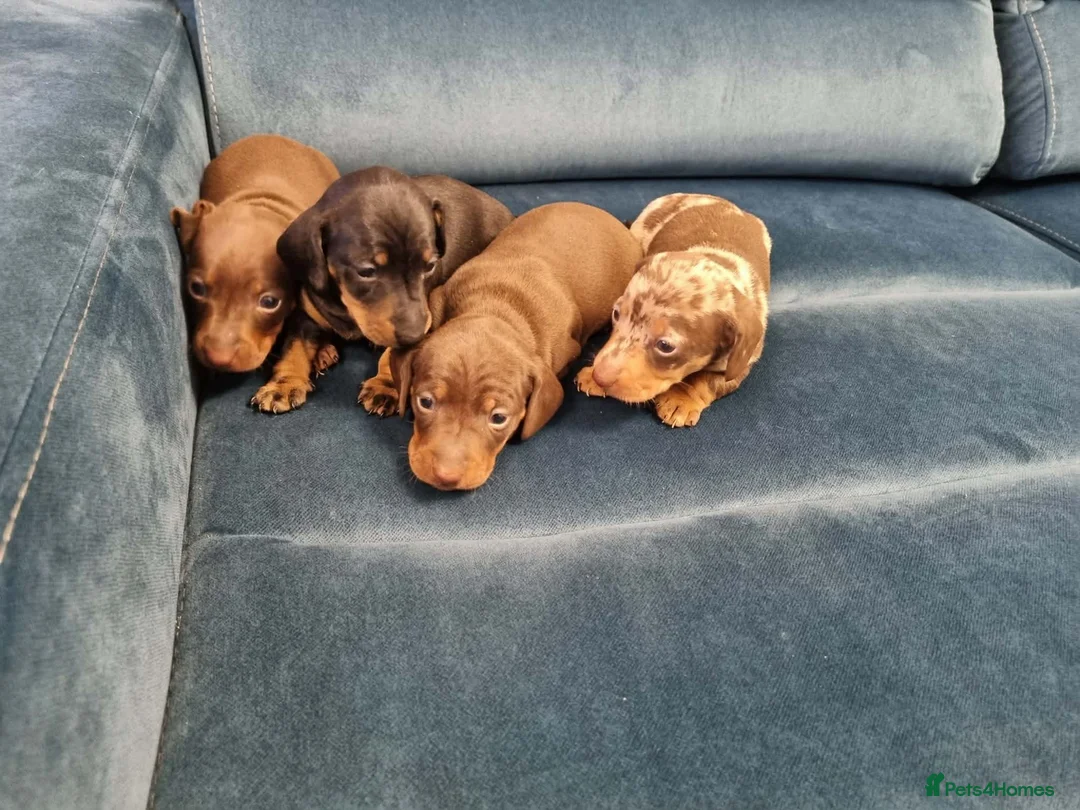 Miniature Dachshund dogs for sale: Mini dachshund short hair  stunning 4 puppies - Advert 1