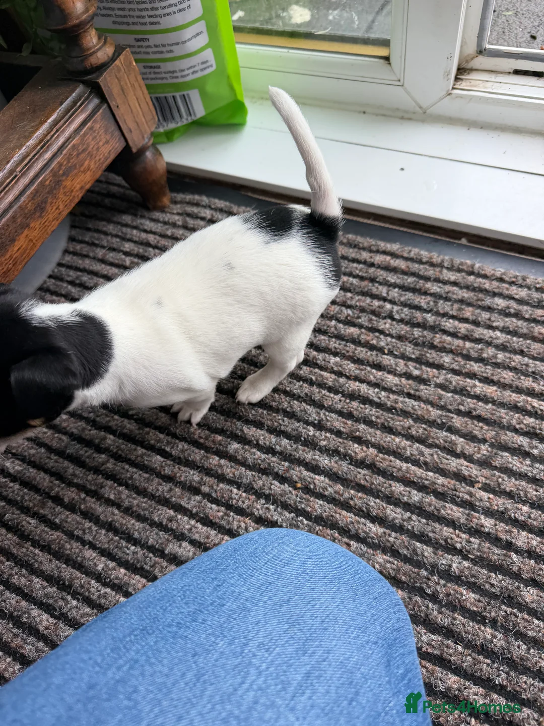 Jack Russell dogs for sale: Jack Russell  - Advert 2