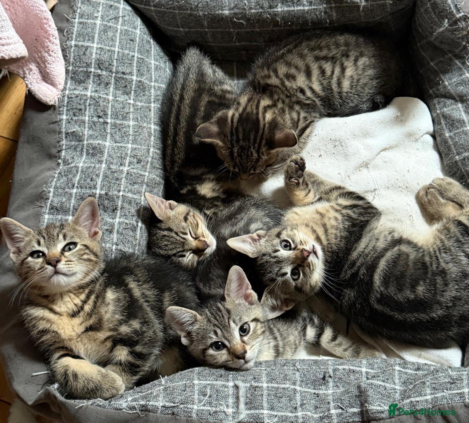 Mixed Breed cats for sale: Beautiful kittens available  - Advert 4
