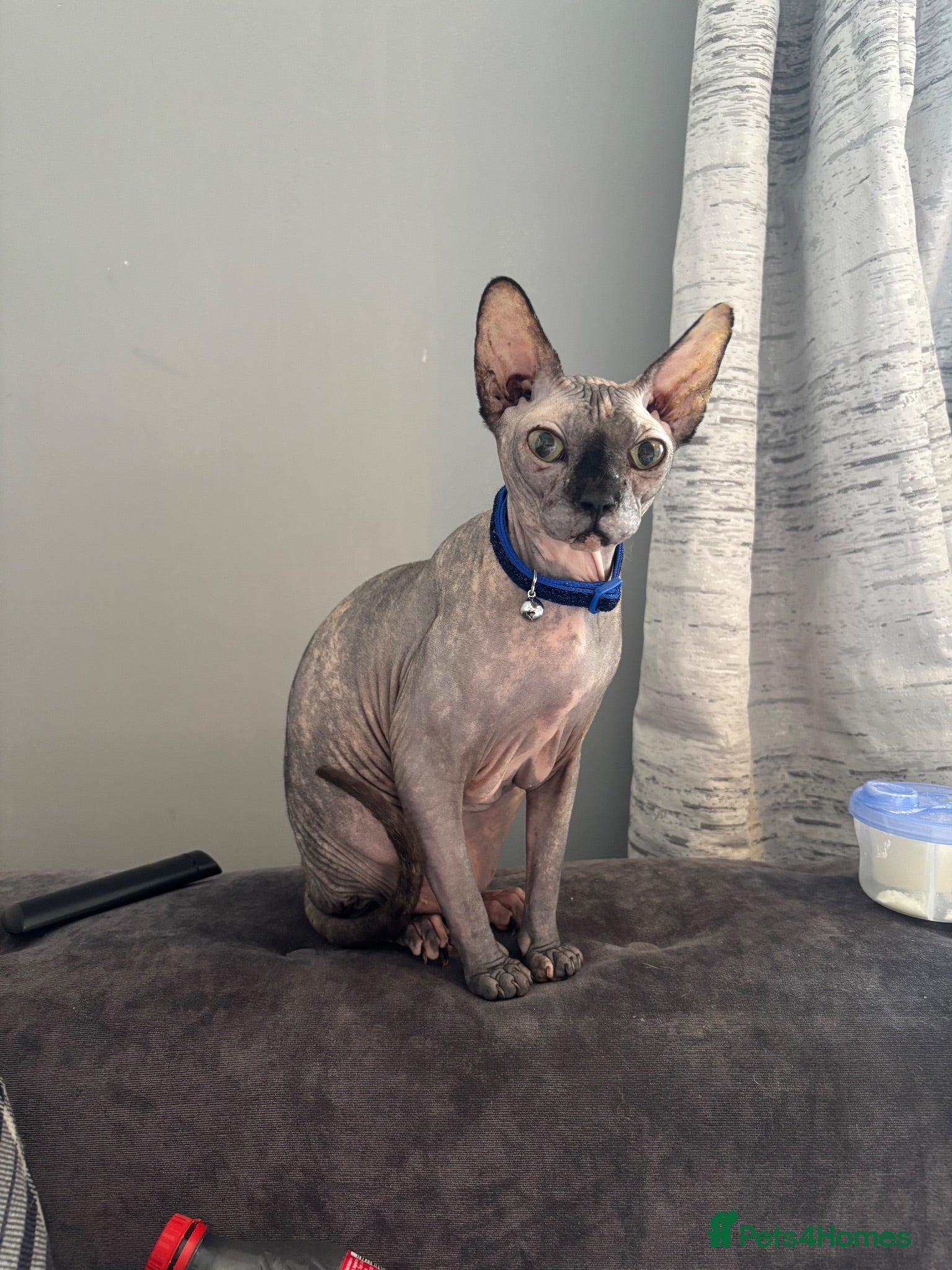 Sphynx cats Gabby  - Advert 6