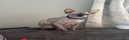Sphynx cats for sale: Gabby  in Ipswich - Advert 1