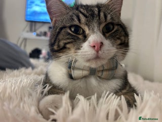 Domestic Shorthair cats Stanley - Advert 2