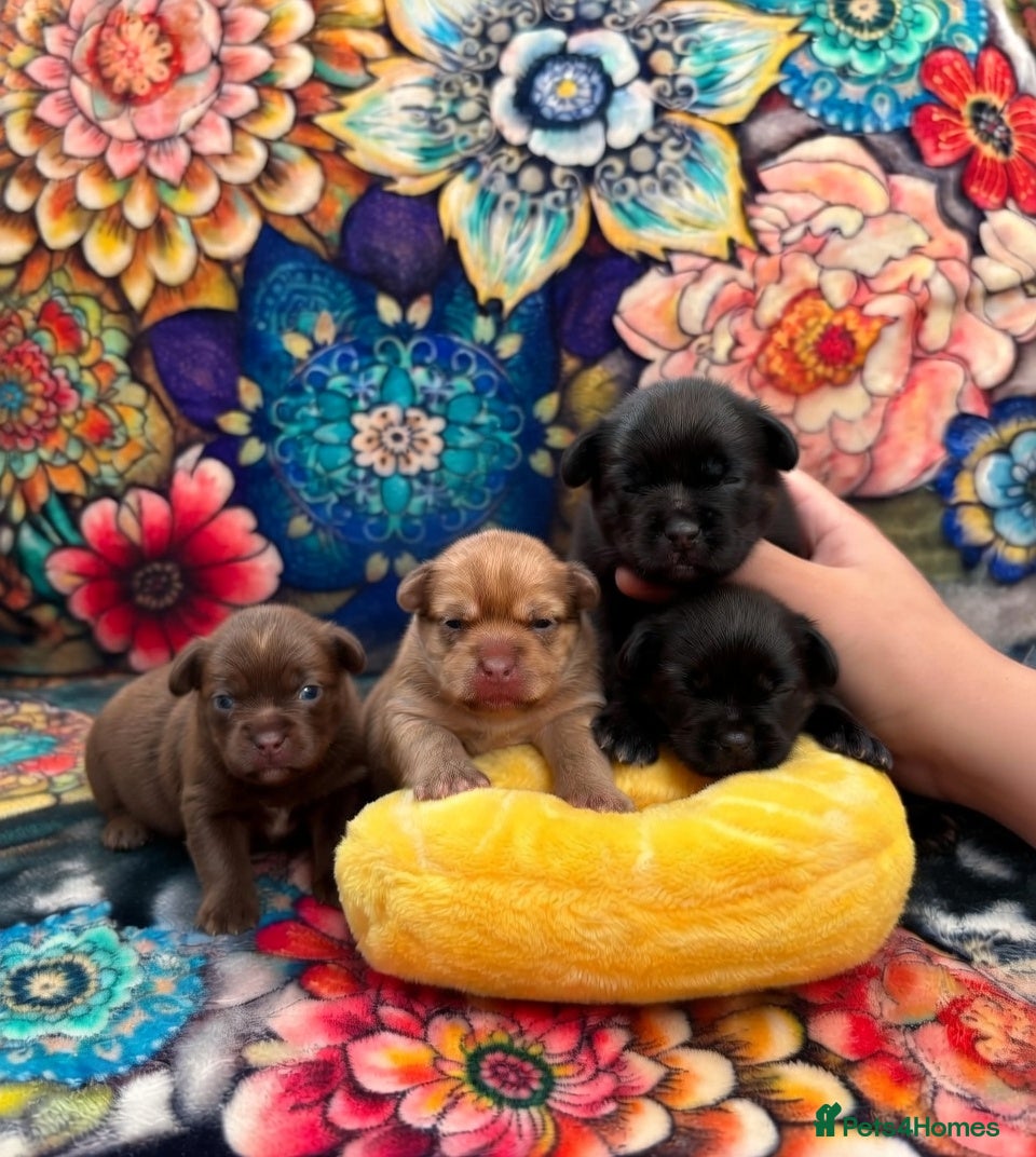 Chihuahua dogs Baby Chihuahuas - expression of interest - Advert 13