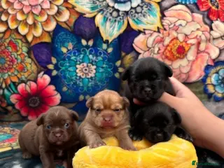 Chihuahua dogs Baby Chihuahuas - expression of interest - Advert 13