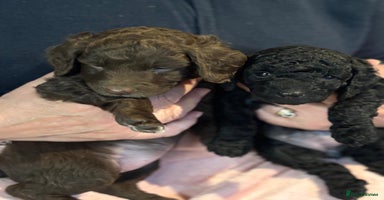 Cockapoo dogs 7 beautiful cockapoo puppies. 6 already rehomed - Advert 5