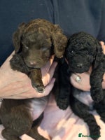 Cockapoo dogs 7 beautiful cockapoo puppies. 6 already rehomed - Advert 8