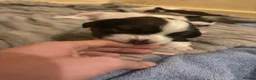 Mixed Breed dogs for sale: 4 gorgeous mini shih tzu x jack russels - Advert 6