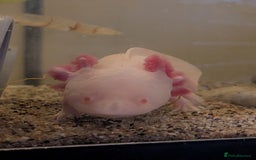 Axolotl reptiles for sale: Axolotl+ Tank and all accessories  - Image 2