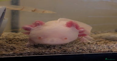 Axolotl reptiles - Advert 3