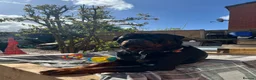 Rottweiler dogs for sale: Gorgeous Rottie for Sale! - Advert 14