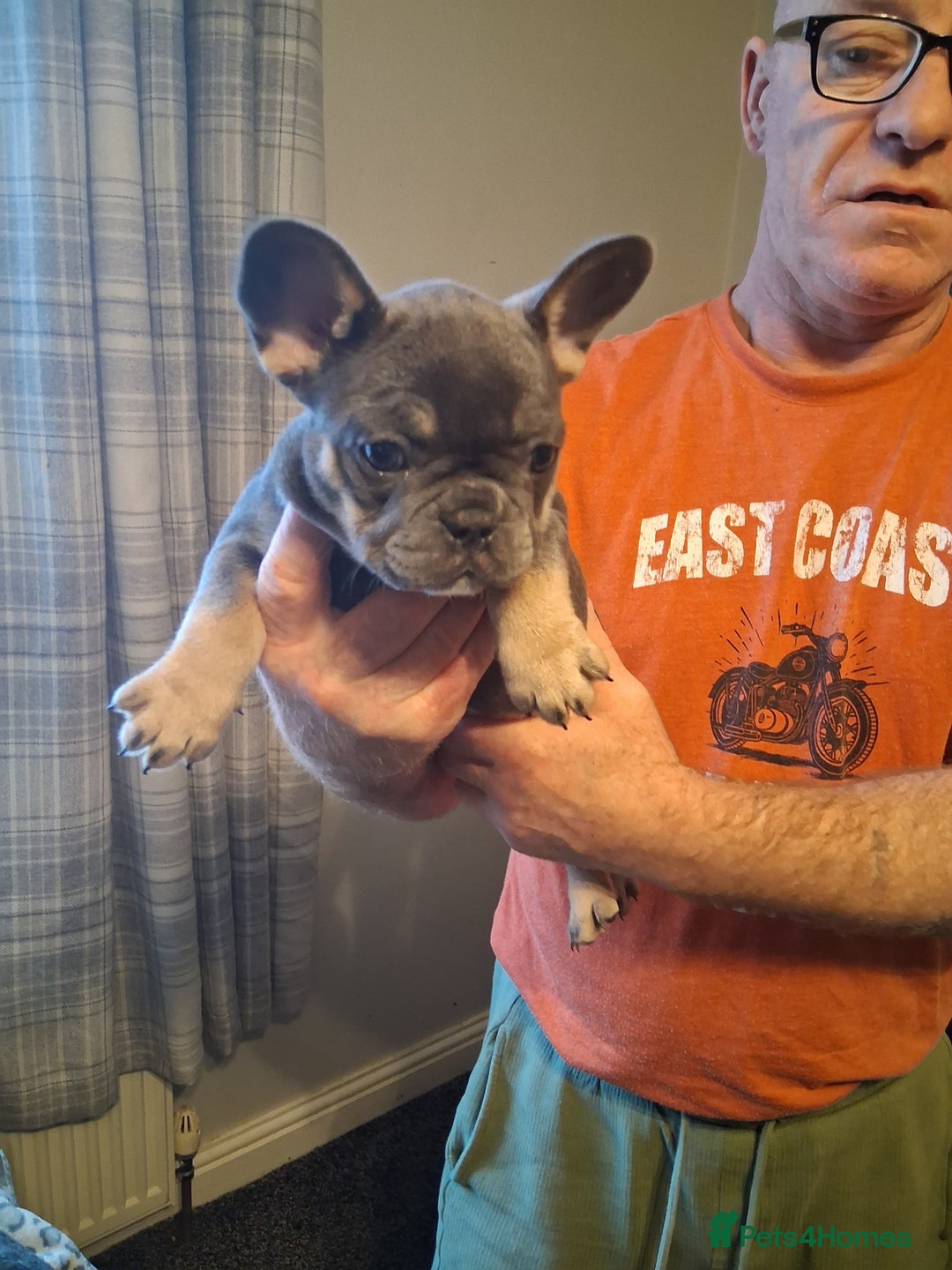 French Bulldog dogs for sale: French bulldogs - Advert 9