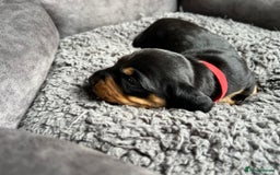 Miniature Dachshund dogs for sale: Miniature dachshund mix priced  - Image 9