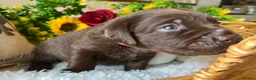 Labrador Retriever dogs for sale: STUNNING Chocolate Labrador Puppies  - Advert 26
