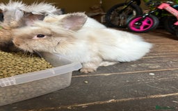 Lionhead rabbits for sale: Double main male lion head - Image 11