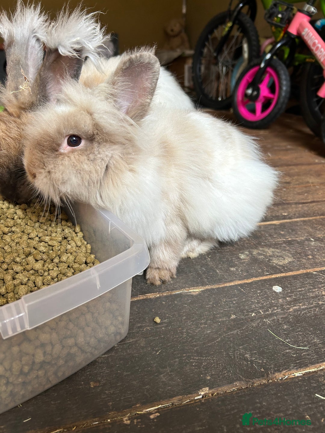 Lionhead rabbits for sale: Double main male lion head - Image 11